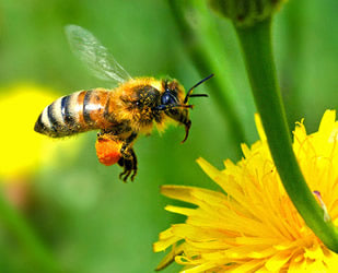 The Beautiful Honey Bee