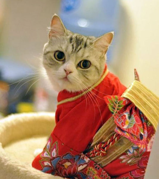 Cute cat in a traditional Japanese kimono