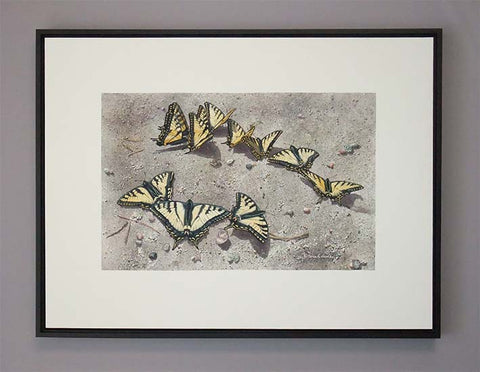 Sunbathing Swallowtails (watercolour, framed size 19.5"h x 25.5"w)