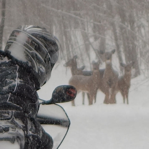 Deer on the snowmobile trail