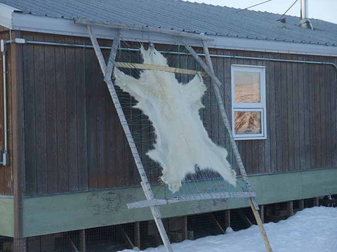 Polar bear skin, Baffin Island