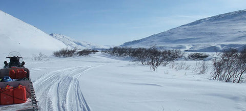 Baffin Island Willow Trees