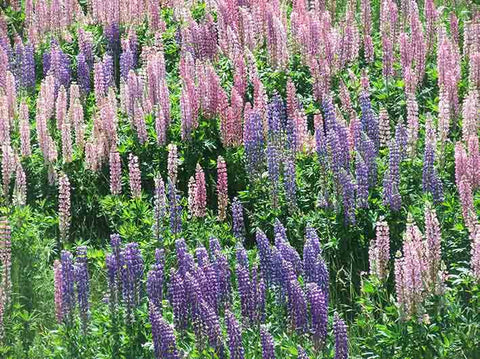 Wild Lupins, Nova Scotia