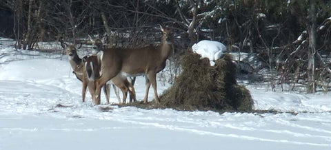 Deer near Pembroke