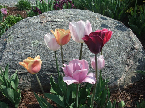 Tulips in Karen Richardson's Garden