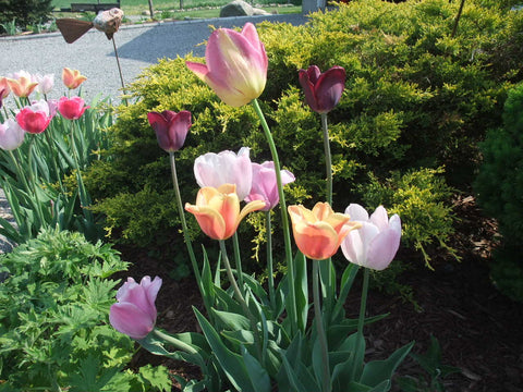 Tulips in Karen Richardson's Garden