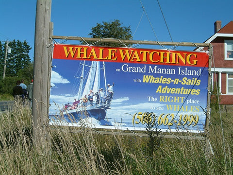 Whale Watching Grand Manan NB photo by Karen Richardson