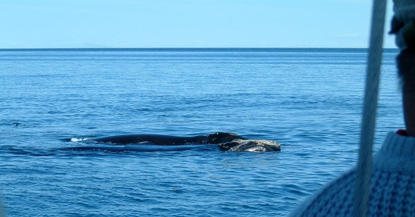 Whales in Bay of Fundy photo by Karen Richardson