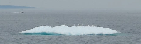 Iceberg and gulls at Hearts Delight NL photo by Karen Richardson