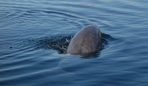 Baby Beluga photo by Karen Richardson