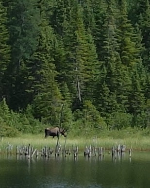 Bull moose in Newfoundland, photo by Karen Richardson