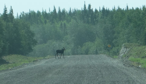 Cow moose crossing the road near Kings Point Newfoundland photo by Karen Richardson
