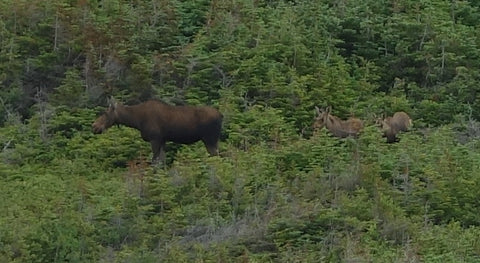 Cow moose with twins at LAnse Aux Meadows Newfoundland photo by Karen Richardson