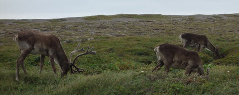 Caribou at Port au Choix Newfoundland photo by Karen Richardson