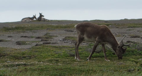 Caribou at Port au Choix Newfoundland photo by Karen Richardson
