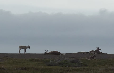 Caribou at Port au Choix Newfoundland photo by Karen Richardson