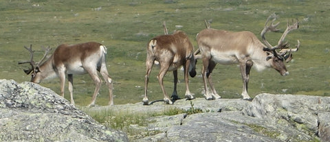 Caribou seen north of Burgeo Newfoundland photo by Karen Richardson