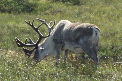 Caribou seen north of Burgeo Newfoundland photo by Karen Richardson