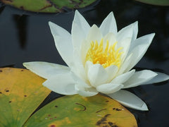 Water Lily on Brownlee Lake, Ontario