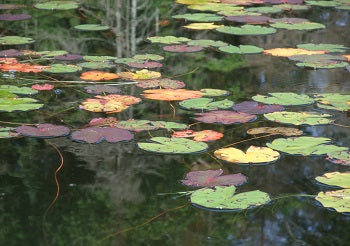 Waterlily leaves and reflections on Brownlee Lake, Ontario