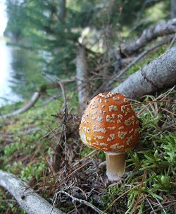 Mushroom on the shore of Brownlee Lake, Ontario