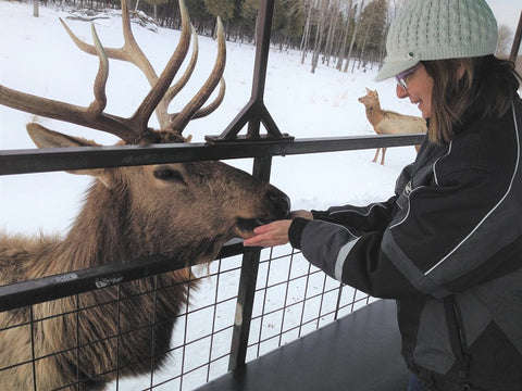 Karen Richardson hand feeding an elk