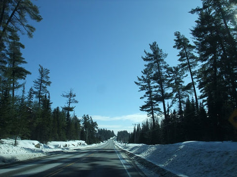 White Pines in the Temagami region of Ontario