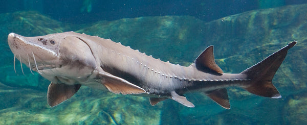 Lake Sturgeon - Tennessee Aquarium