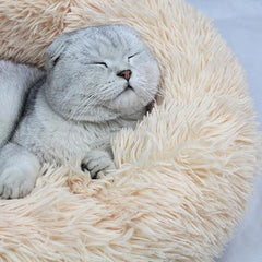 cama gatos