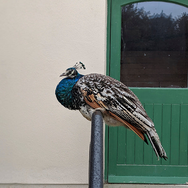 perched peacock at johnston castle