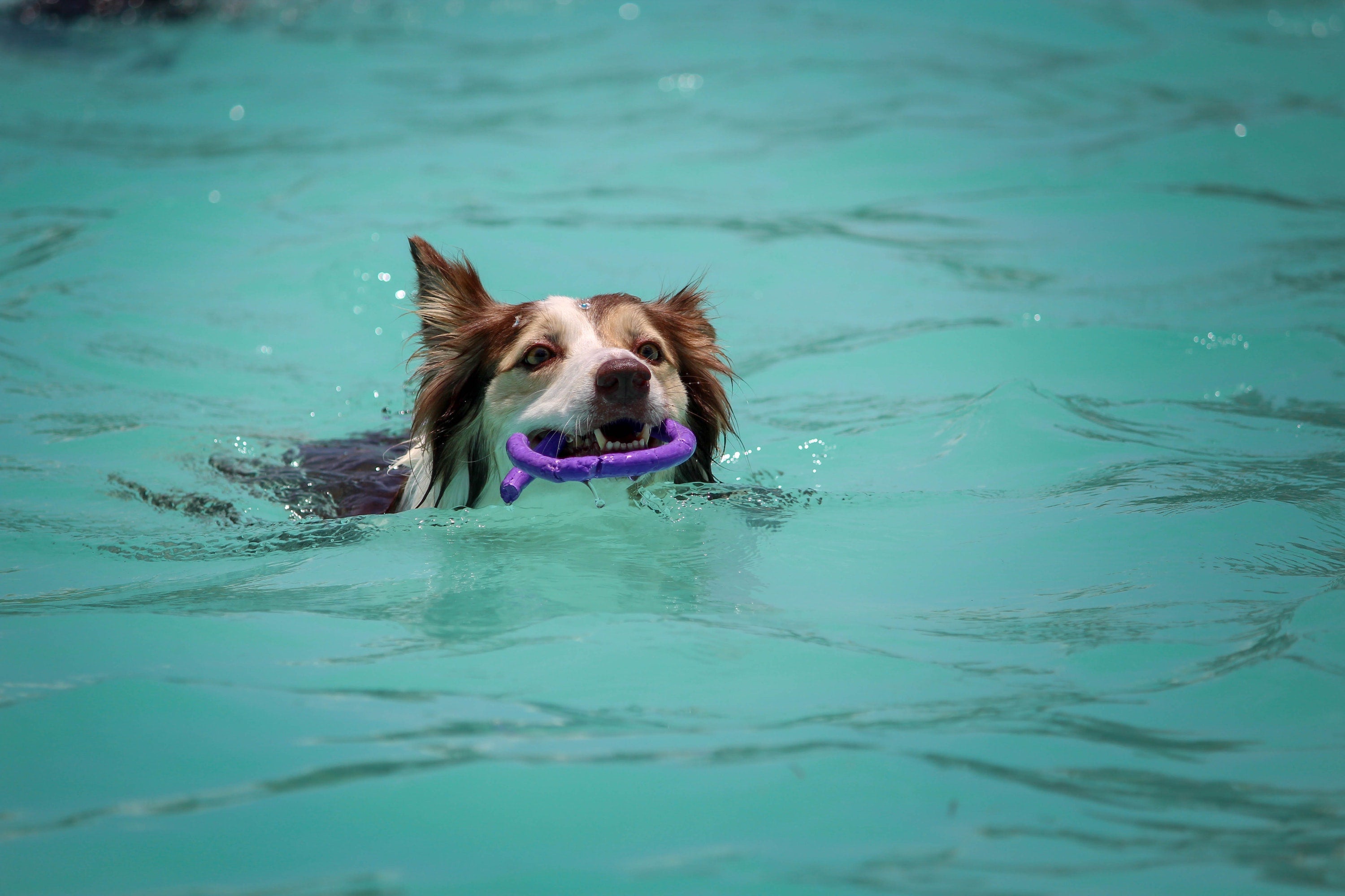 does swimming help arthritis in dogs