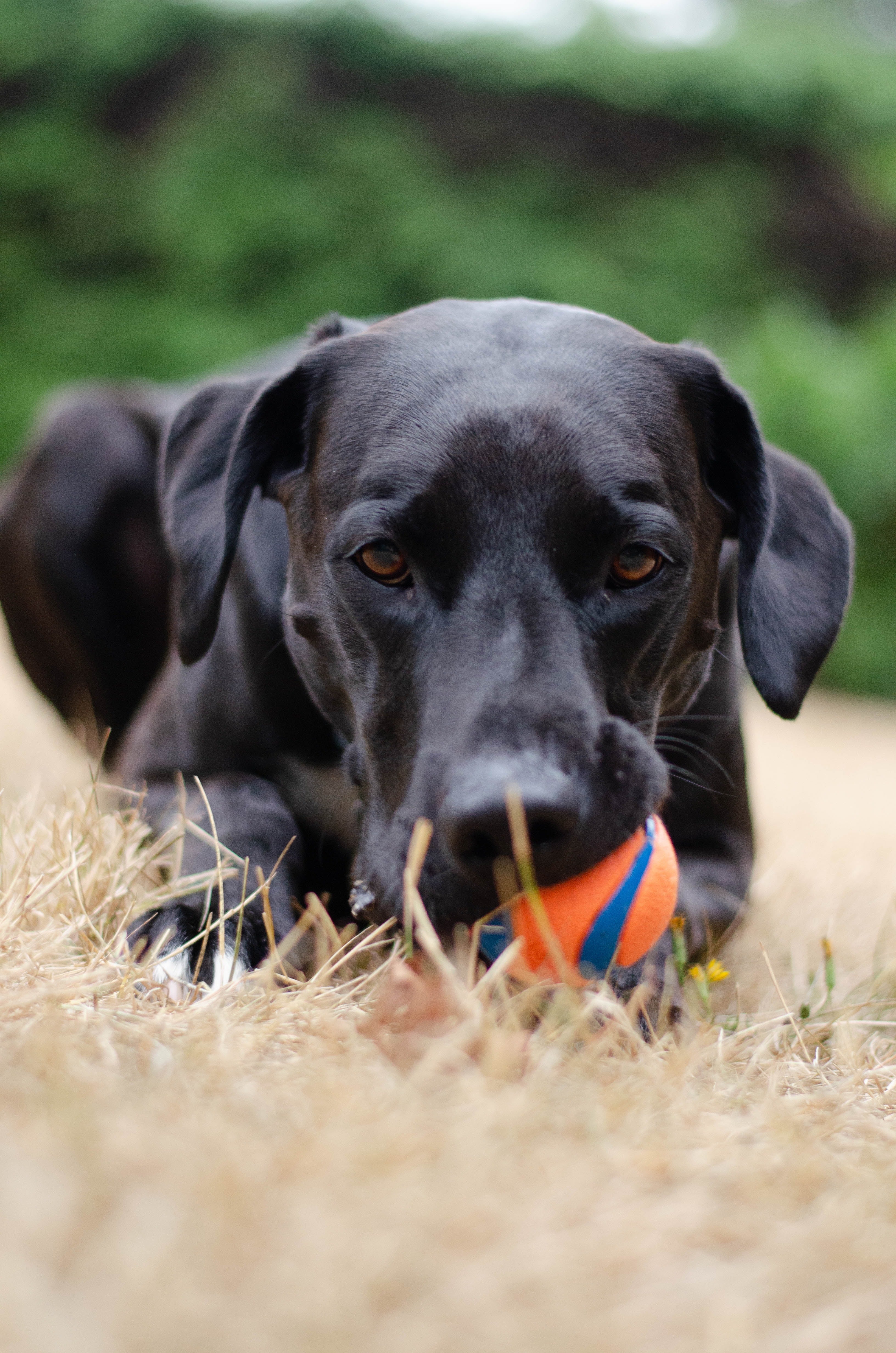 can arthritis in dogs come on suddenly