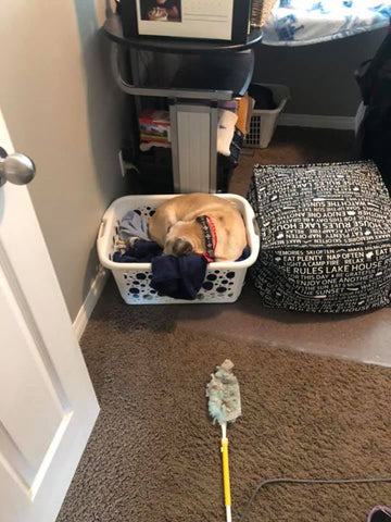 dog in laundry basket