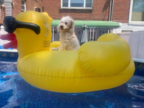 dog on a float