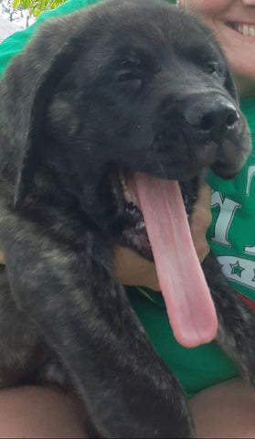 yawning dog