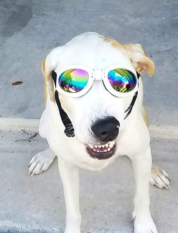 dog wearing glasses