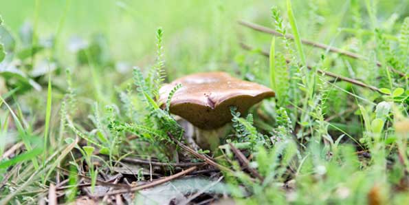Mushroom at the montado