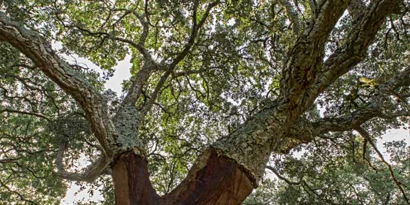 Cork oak evergreen treetop