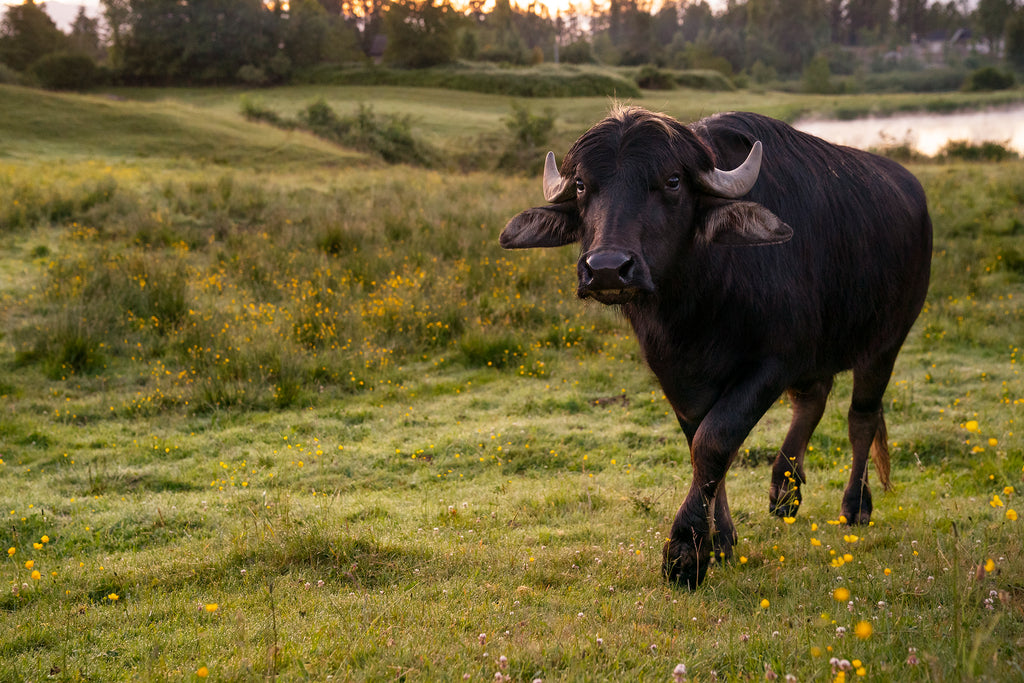 Close up of a water buffalo.