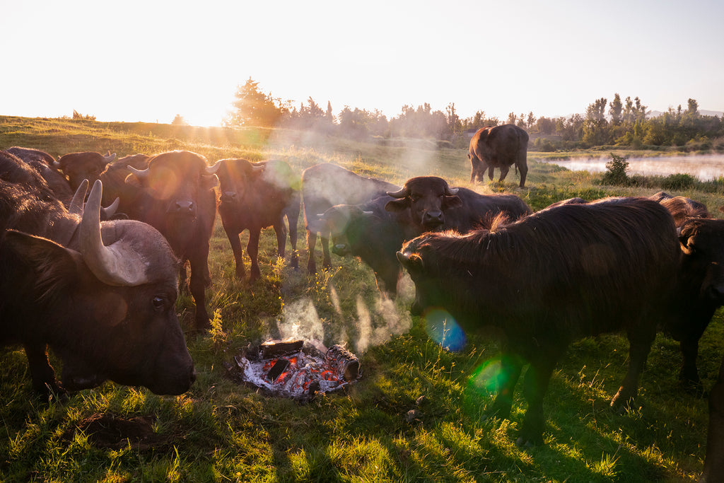 Water buffalo huddling around a fire at Reverent Acres