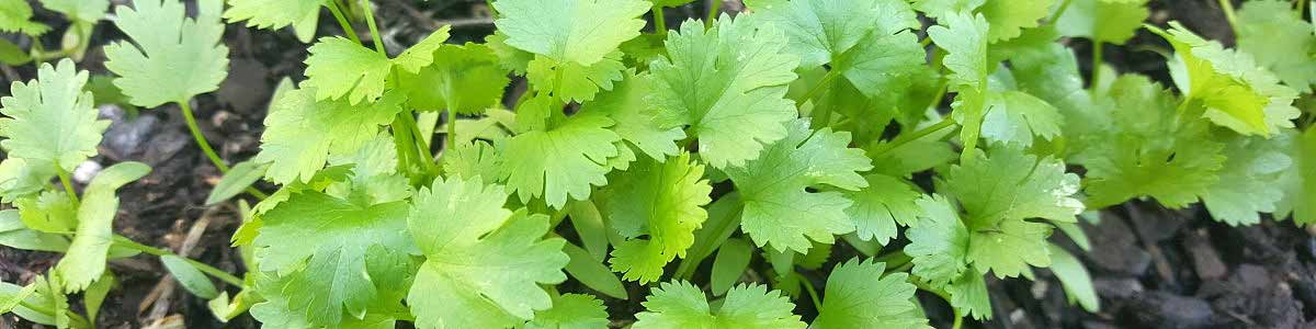 Coriander seedlings growing in NZ garden