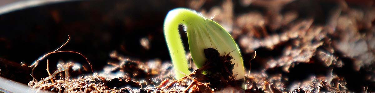 Cucurbit seed germinating