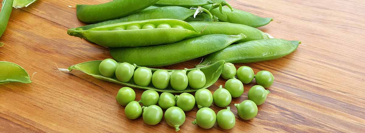 Pea WF Massey harvested from New Zealand kitchen garden