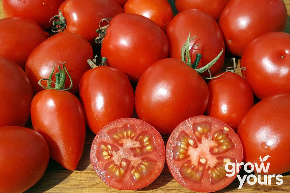 Tomato ‘amish Paste Seeds Heirloom Tomato Seeds Grow Yours