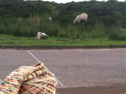 More Welsh Sheep