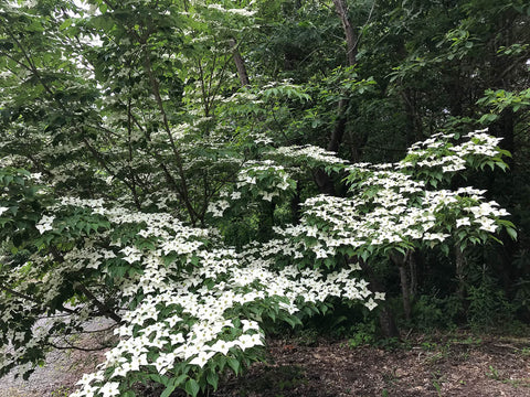 Dogwood tree in blossom