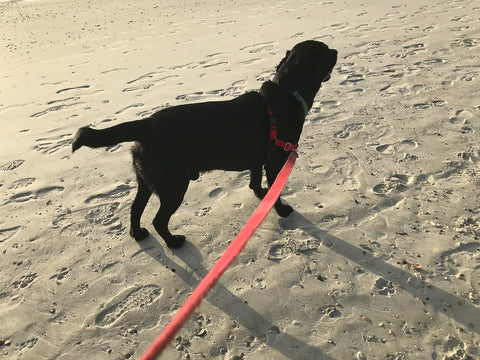 Oliver on the beach
