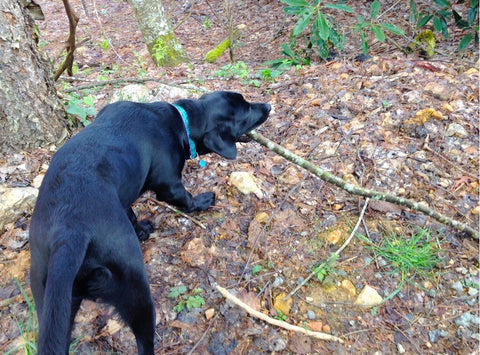 Oliver with a stick