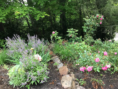 Garden in spring with roses