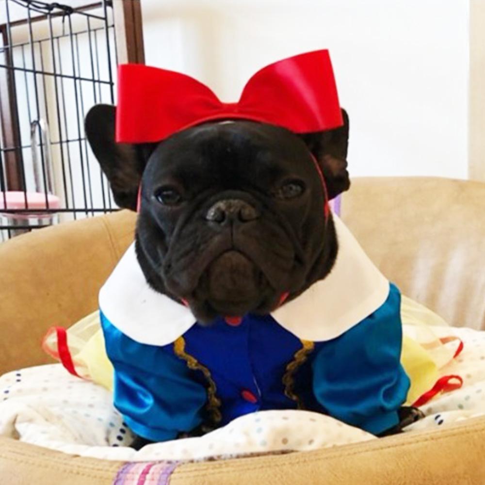 French Bulldog Halloween Costume 